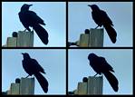 (22) crow montage.jpg    (1000x720)    215 KB                              click to see enlarged picture
